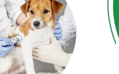 Como é feito o diagnóstico de câncer em pets?