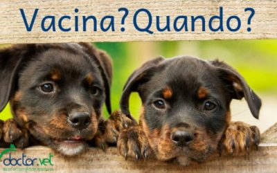 Vacinação dos cães filhotes – quando começar?