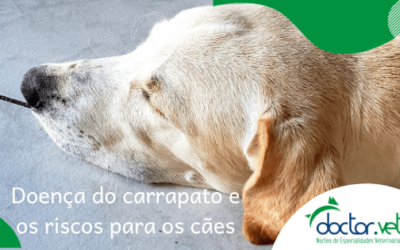 Doença do carrapato e os riscos para os cães