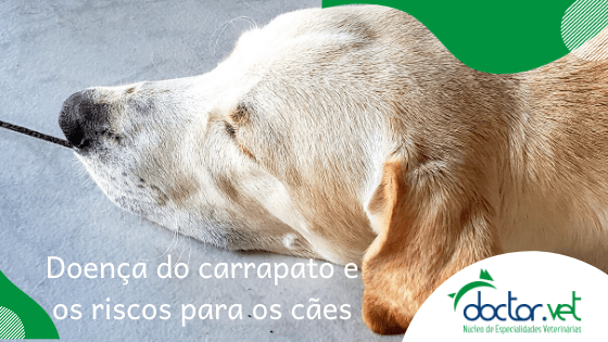Doença do carrapato e os riscos para os cães