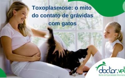 Toxoplasmose: o mito do contato de grávidas com gatos