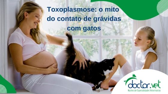Toxoplasmose: o mito do contato de grávidas com gatos