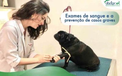 Exame de sangue em pets e a prevenção de casos graves