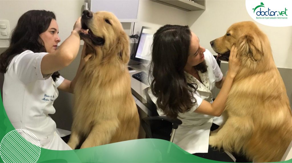 acompanhamento veterinário