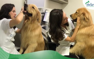 Como deve ser o acompanhamento veterinário na vida do pet