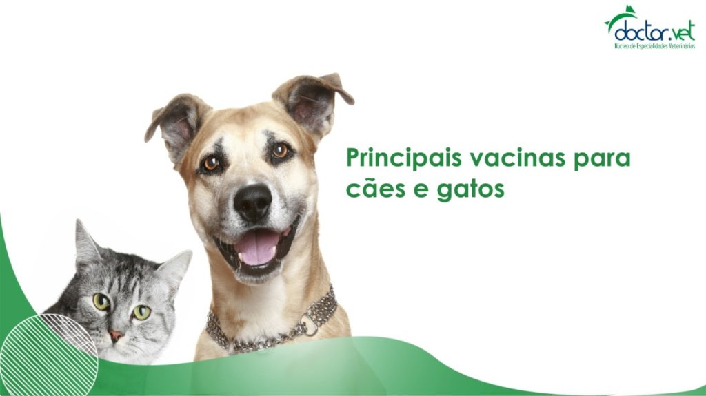 Principais vacinas para cães e gatos