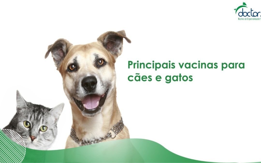 Principais vacinas para cães e gatos