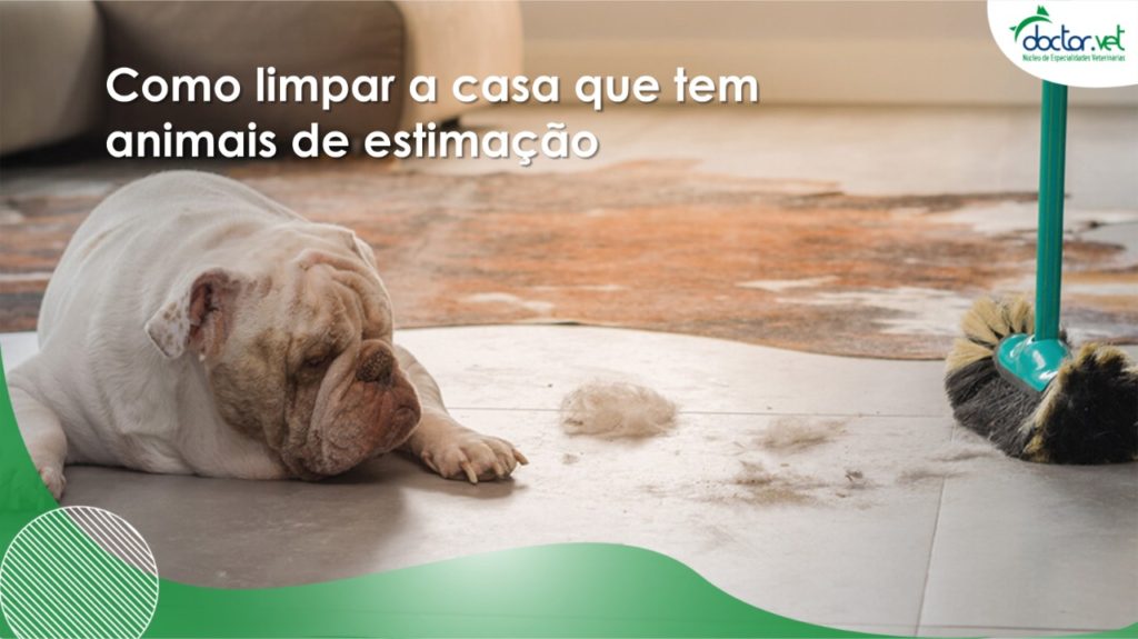 Como limpar a casa que tem animais de estimação