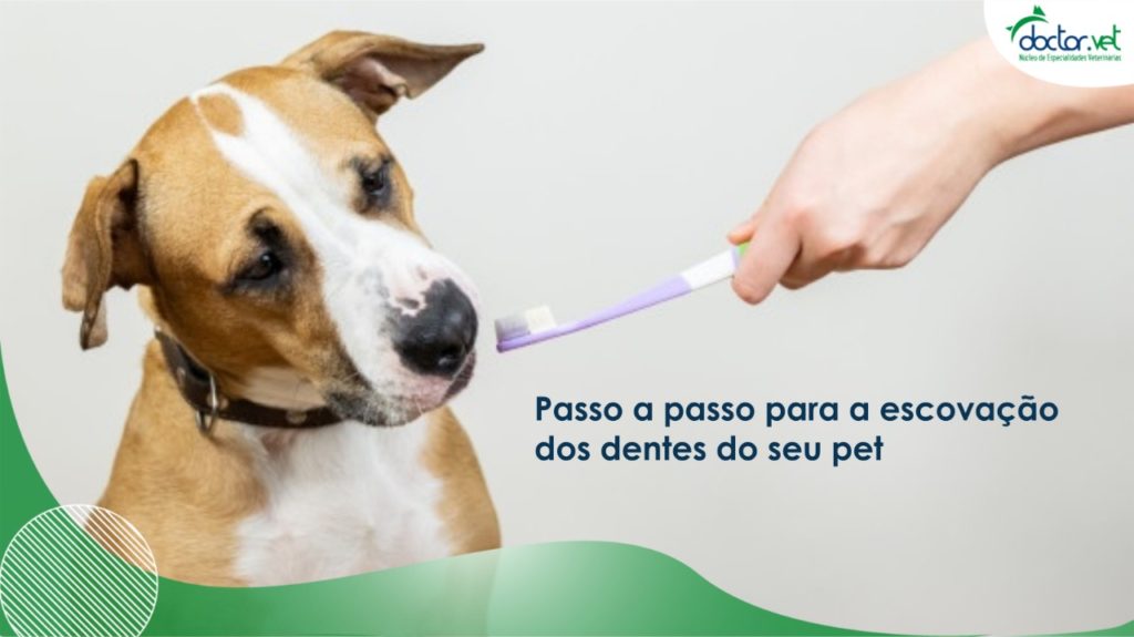 Passo a passo para a escovação dos dentes do seu pet