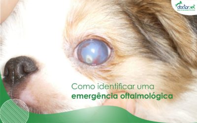 Como identificar uma emergência oftalmológica veterinária