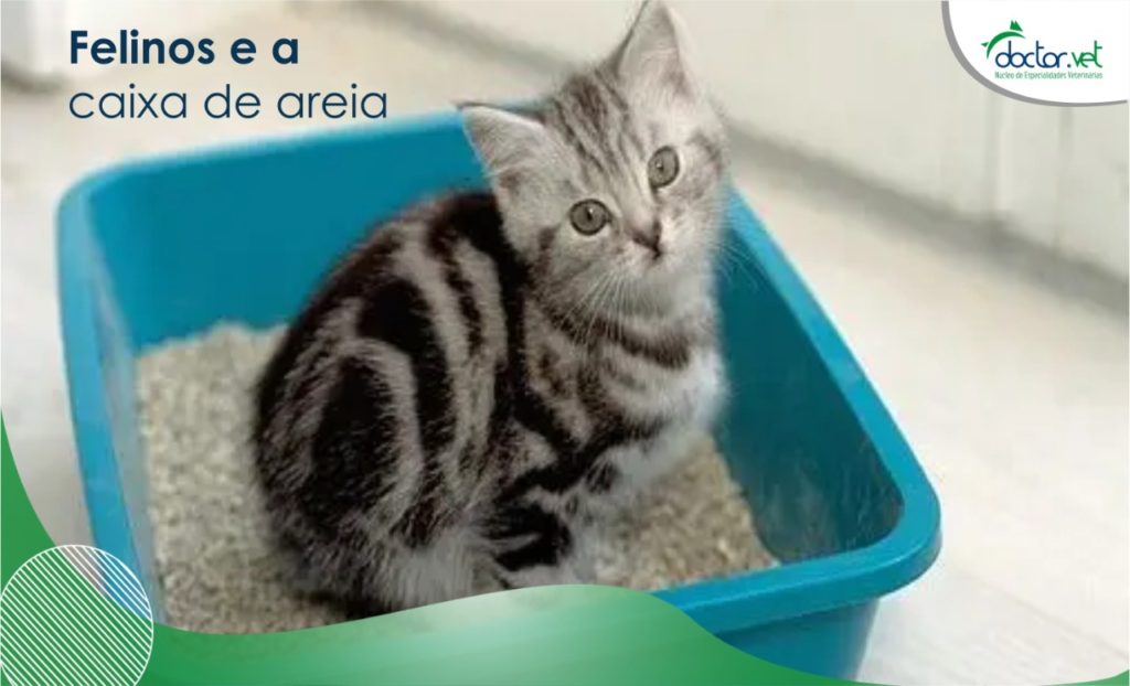 felinos e a caixa de areia
