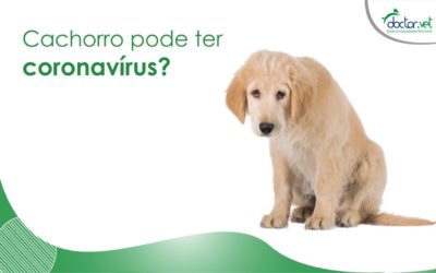 Cachorro pode ter coronavírus?