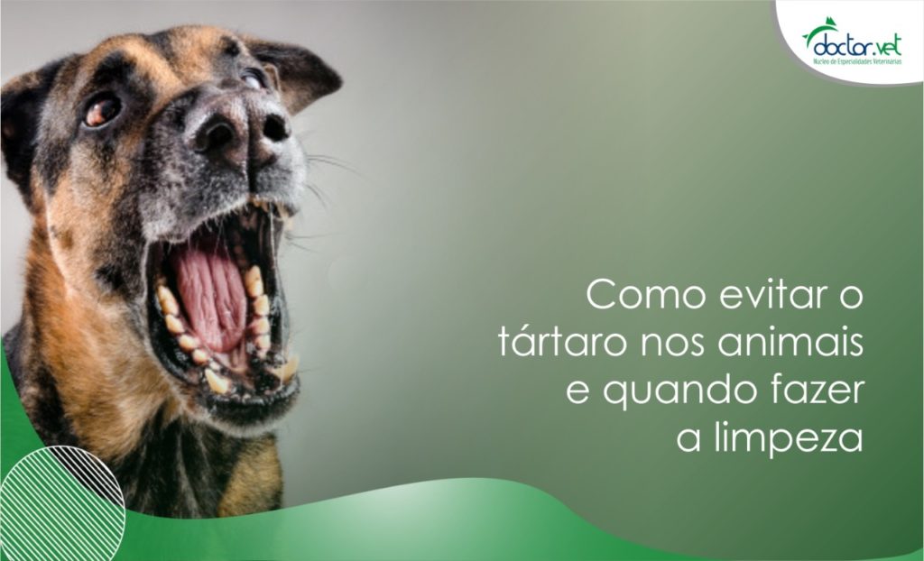 A higienização bucal dos pets garante mais saúde aos animais e evita o tártaro
