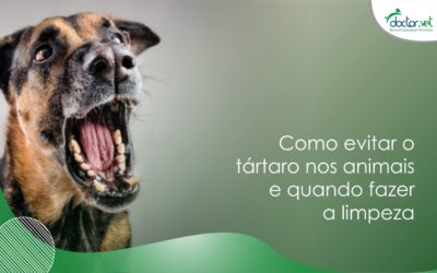 Como evitar o tártaro nos animais e quando fazer a limpeza