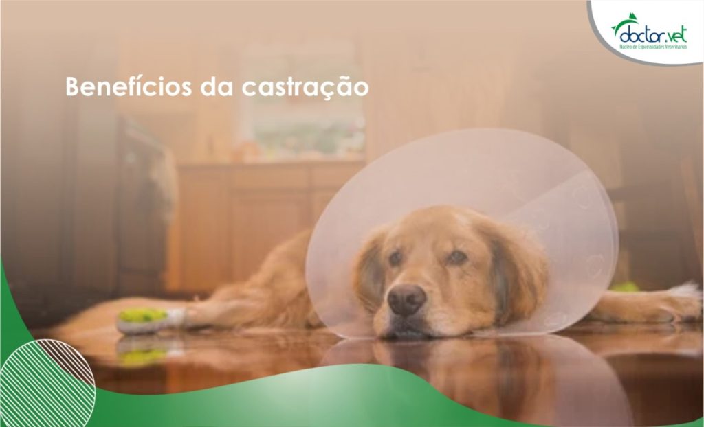 Além de reduzir o número de animais abandonados, a castração de cães ajuda a prevenir doenças ligadas ao aparelho reprodutor
