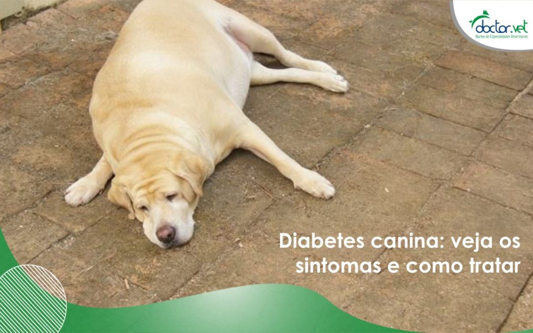 Saiba quais são os sintomas, como é feito o tratamento para a diabetes canina e como prevenir a doença