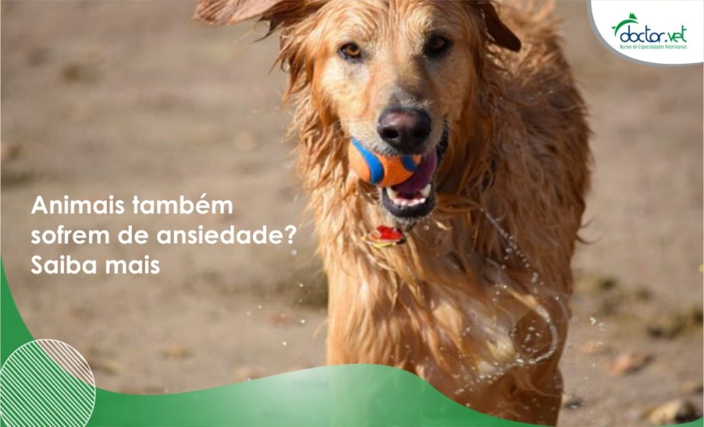 cachorro tem ansiedade