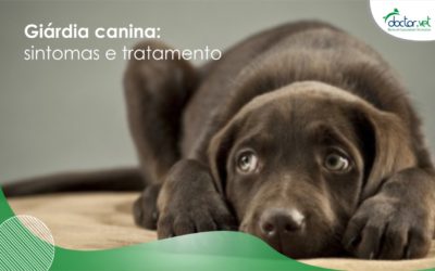 Giárdia canina: sintomas e tratamento