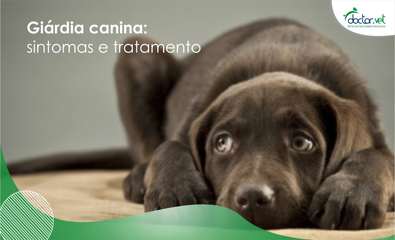 giardia sintomas cachorro