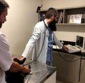 cardiologia veterinaria