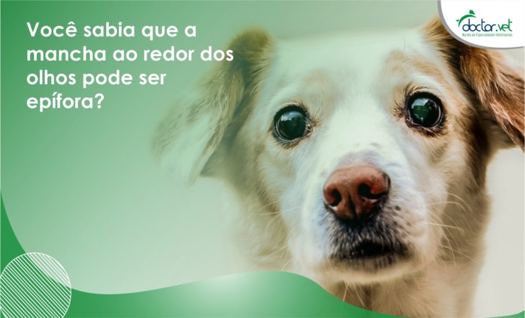 Você sabia que esta mancha ao redor dos olhos pode ser epífora?