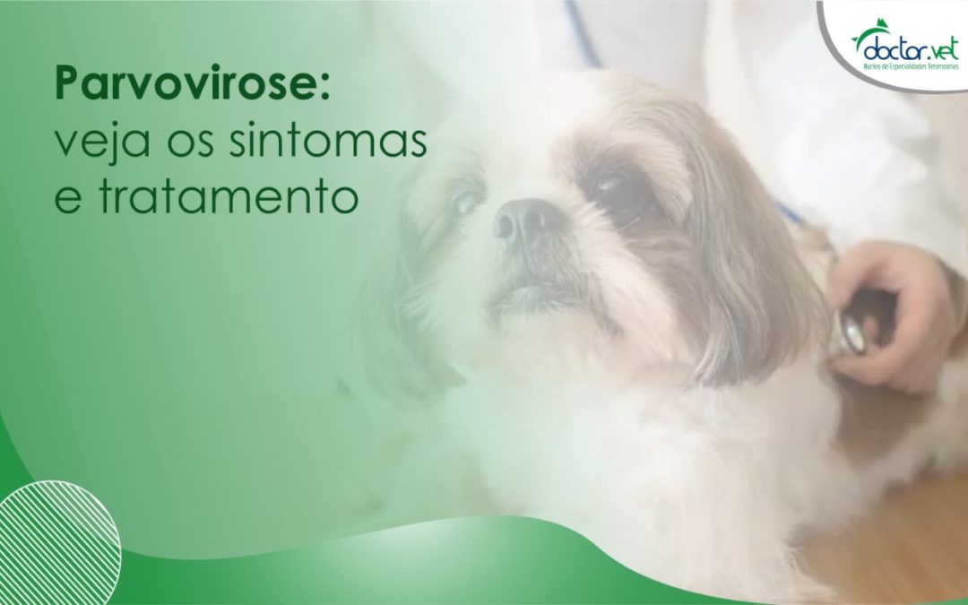 Parvovirose: veja os sintomas e tratamento