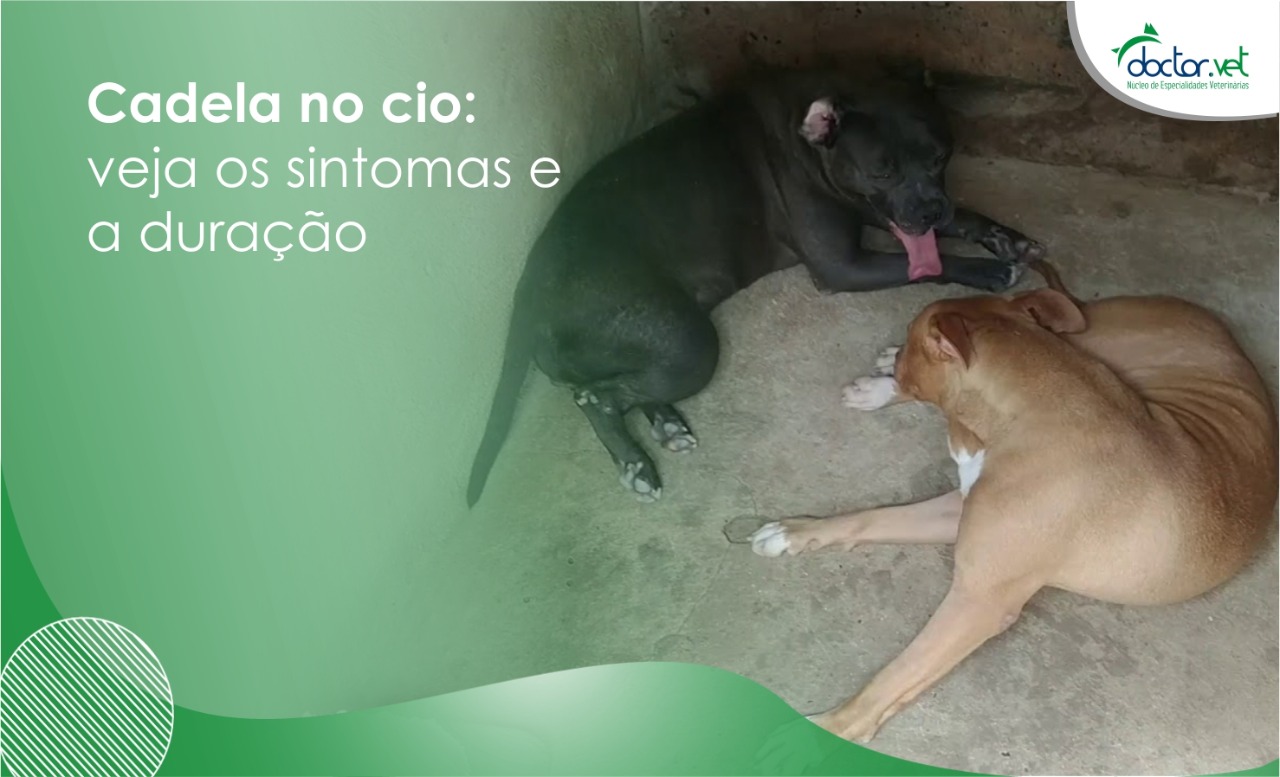 Porque cachorro se lambe nas partes íntimas