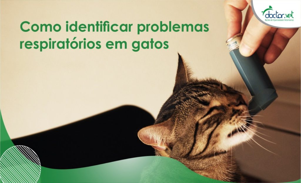 Nem sempre os problemas respiratórios em gatos são de fácil percepção. Veja dicas para ajudar a identificar