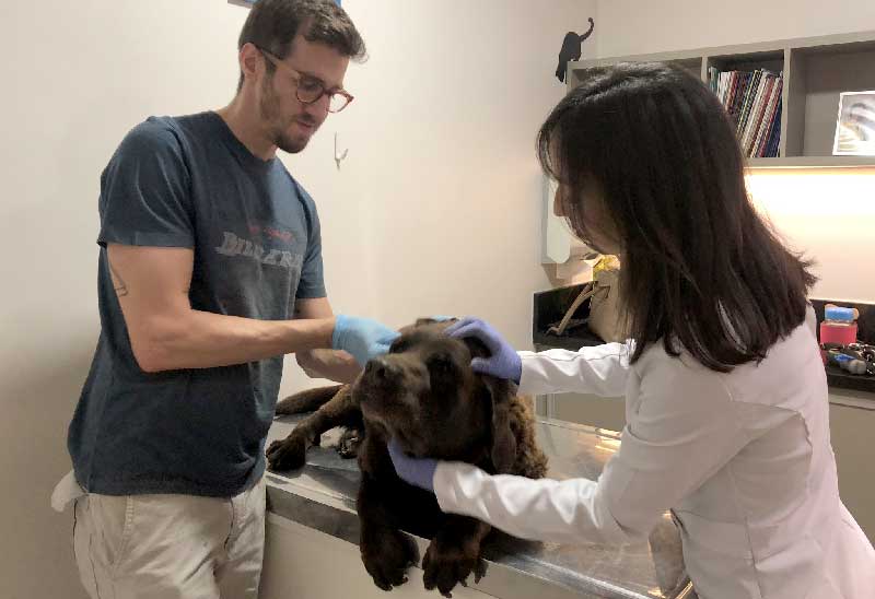 desmatologista veterinário brasília