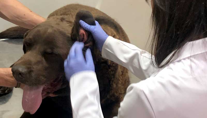 Exame dermatológico em Cães