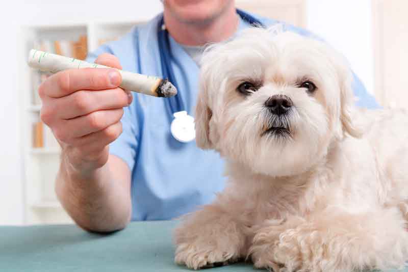 veterinário homeopata em Brasília DF