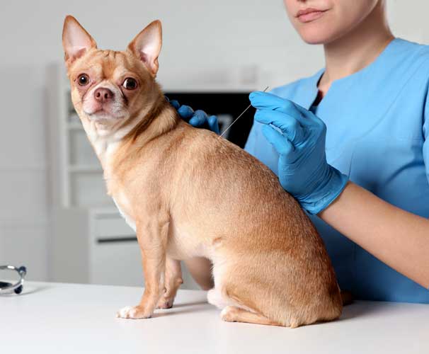 cardiologia veterinária brasília