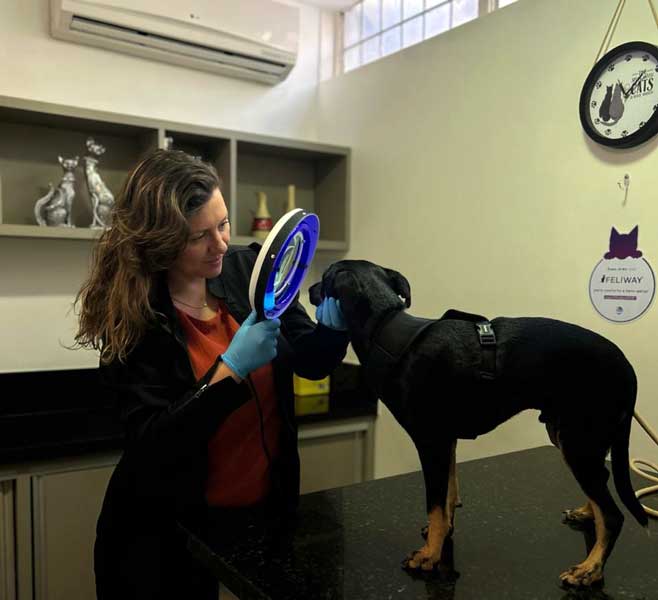 desmatologista veterinário brasília